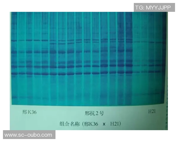 足球场上的激光笔现象与其对比赛的影响分析 足球场上的激光笔现象与其对比赛的影响分析